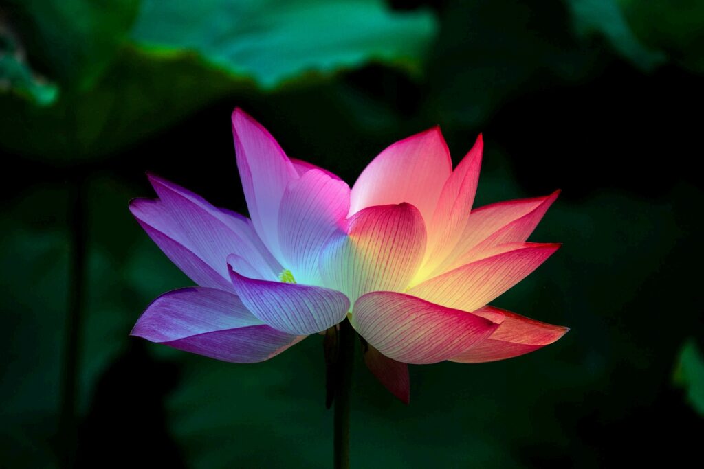 Lotus, fleur, bien Ãªtre, Ã©nergie, nature, naturel